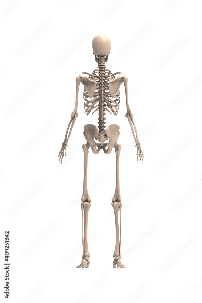 3d renderings of human skeleton

