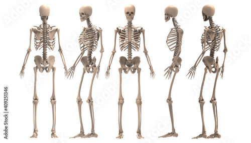 3d renderings of human skeleton