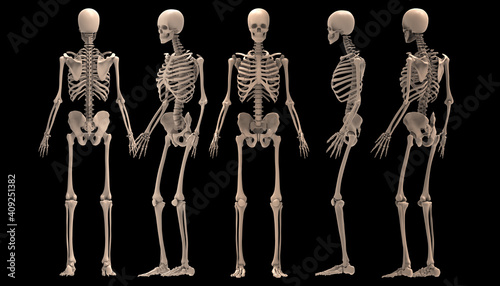 3d renderings of human skeleton   © deepagopi2011