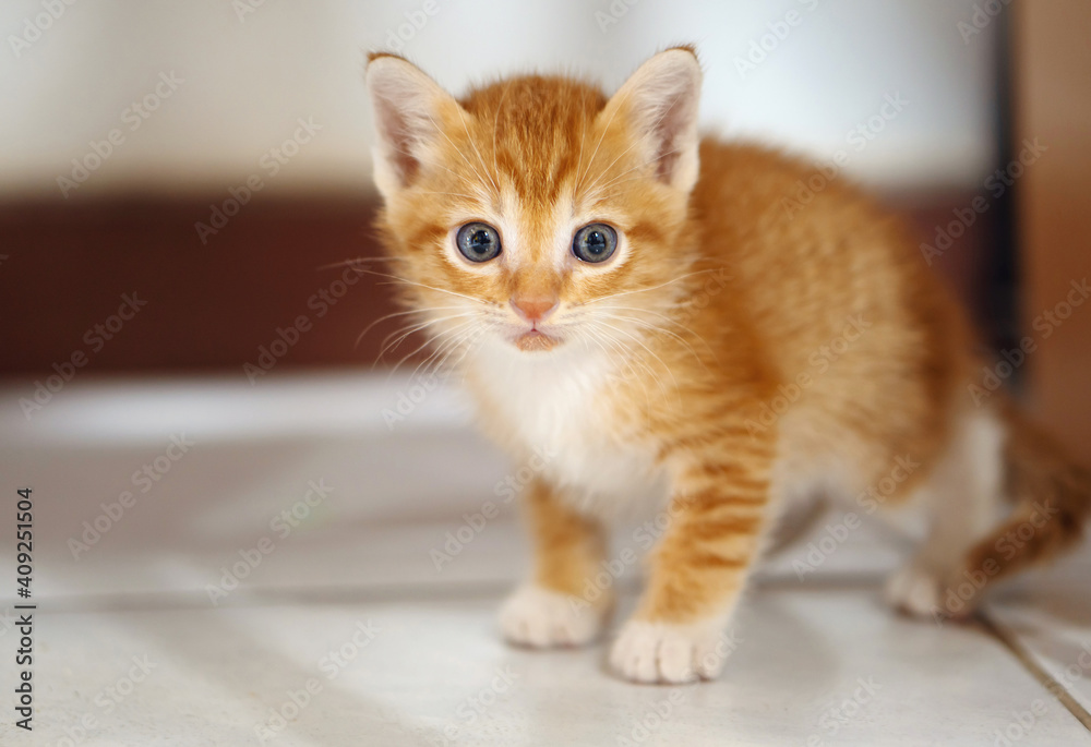 Orange and white Thai kitten, 1 month old Orange and white Thai kitten, 1 month old