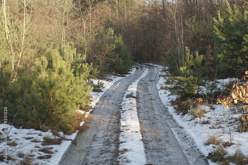 road leading into the woods in winter road leading into the woods in winter