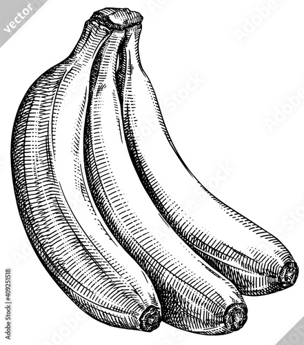 Engrave isolated banana hand drawn graphic vector illustration