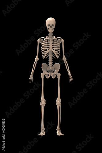 3d renderings of human skeleton   © deepagopi2011