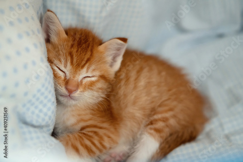 Orange thai kitten, 1 month old, sleeping in the house.