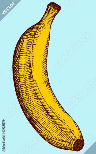 Engrave isolated banana hand drawn graphic vector illustration