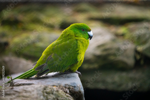 Close-up of Antipodes Island parakeet captive at Te Anau Bird Sanctuary, New Zealand photo