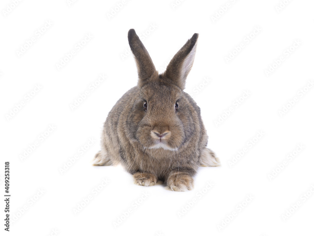 bunny isolated on white background bunny isolated on white background