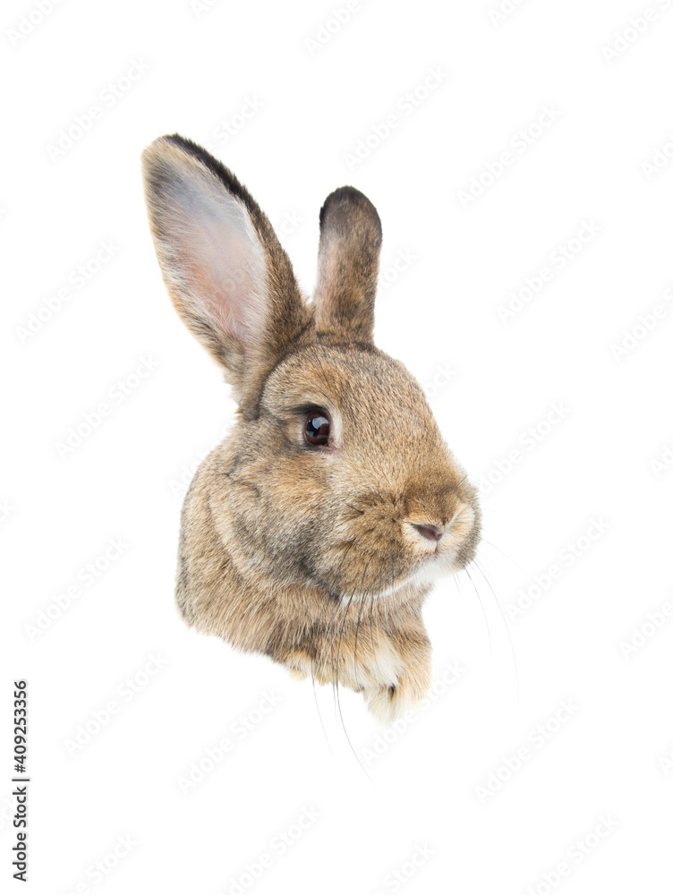 bunny portrait isolated on white background