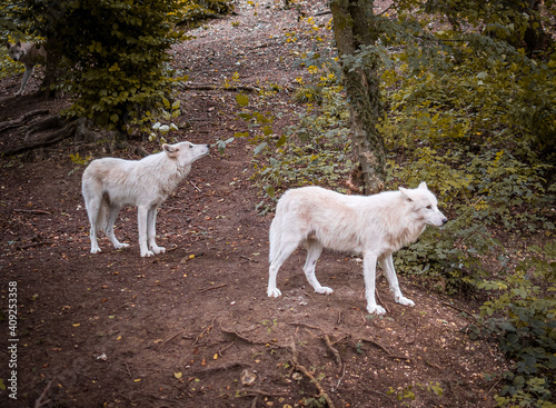 White wolves in France, Canadian Park photo