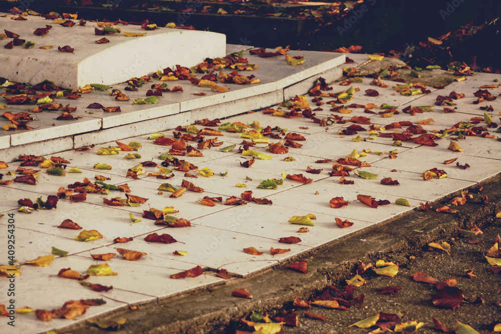 Obraz premium autumn leaves on the ground