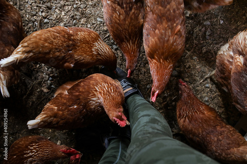 Chicken pecking at persons leg shot from a downward angle