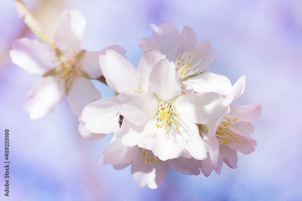 Almond blossom in spring with beautiful colors