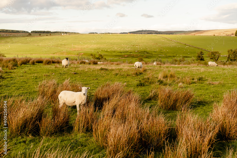 Sheep in the english countryside at sunset Sheep in the english countryside at sunset