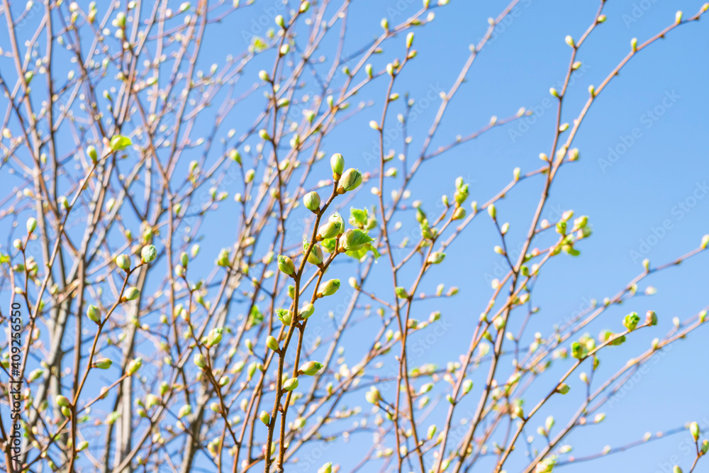 Blossoming buds and first leaves on the branches of the trees against the bright blue sky. Spring fresh green sunny background. 