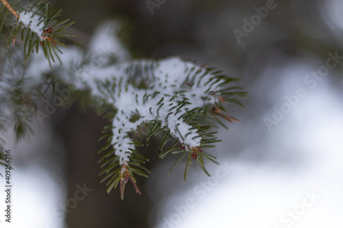 Branches de sapin