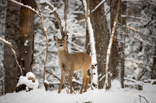 A female white tailed deer standing in the snow looking alertly at the camera. White Tailed deer are also known as Virginia Deer and are commonly found in North America.