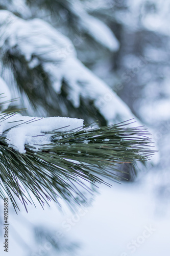 Branches de pin