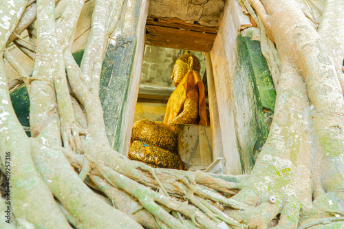 Buddha Statue and Tree Roots