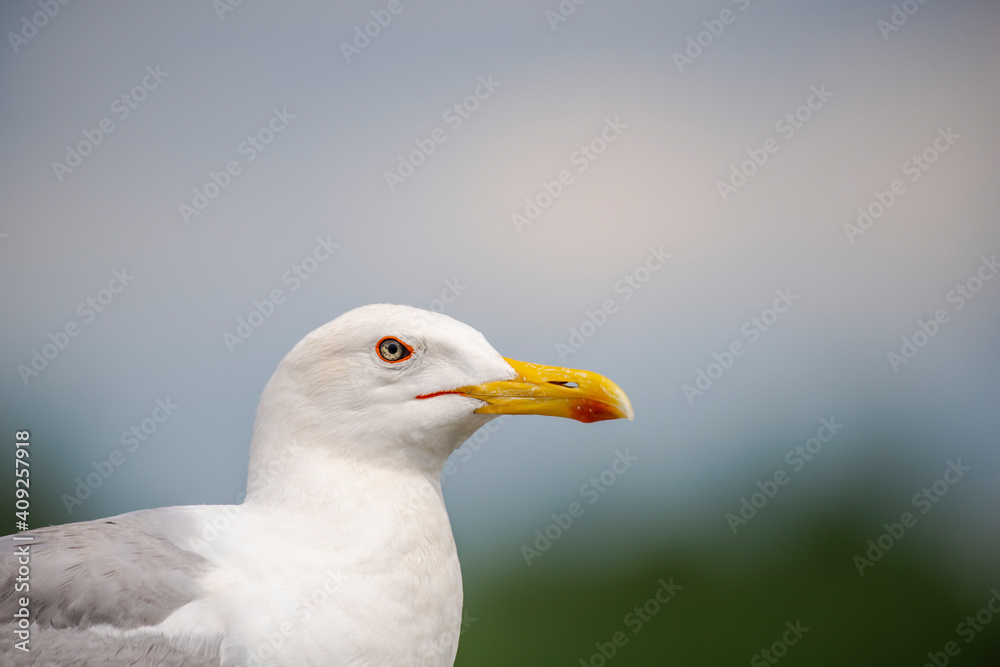 Seagull bird 