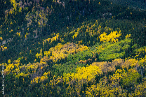 Aerial view of trees turning colors in autumn, Denali National Park And Preserve, Denali Borough, Interior Alaska, Alaska, USA