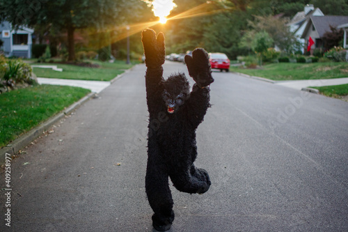 A child in a full gorilla suit runs with arms up on a street at sunset photo