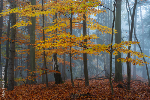 Yellow beech tree in a forest covered with mist in autumn, Hruba Skala, Bohemian Paradise, Semily District, Liberec Region, Bohemian, Czech Republic photo