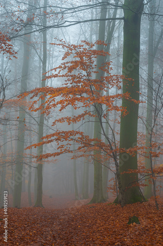 Tree with orange leaves in autumn during misty morning, Hruba Skala, Semily District, Liberec Region, Bohemian Paradise, Bohemia, Czech Republic photo