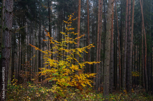 Yellow beech tree in forest during autumn, Central Bohemian Region, Czech Republic photo