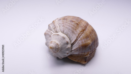 sea shells on a white background