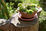 Sempervivum growing in a ceramic pot in the summer garden