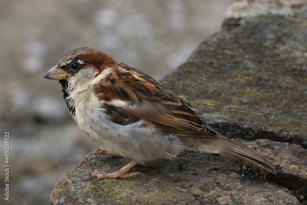 Lateral and close-up shot of an adult male House Sparrow perched on a stone Lateral and close-up shot of an adult male House Sparrow perched on a stone