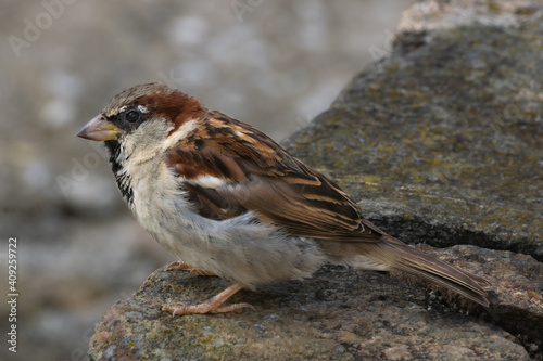 Lateral and close-up shot of an adult male House Sparrow perched on a stone