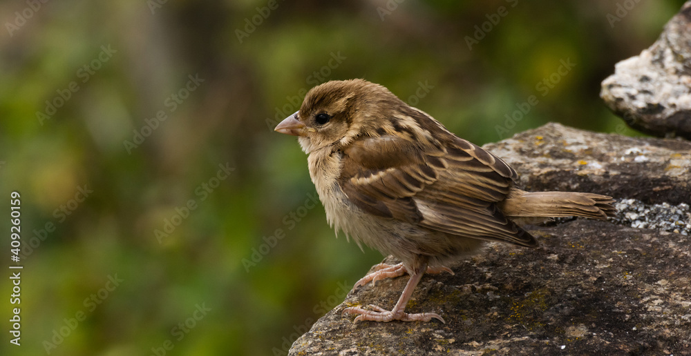 Lateral and close-up shot of a young female House Sparrow perched on a stone