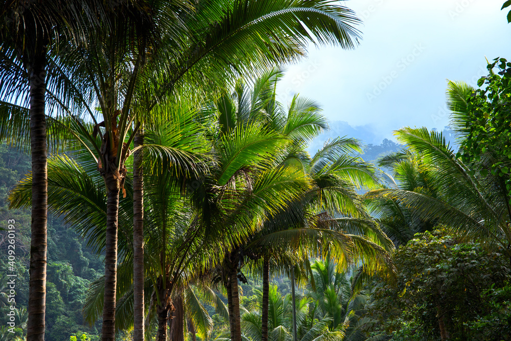 Fototapeta premium Palm trees and mountain landscape, tropical nature photo. Tropical island mountain hiking. Optimistic travel banner template. South Asia landscape