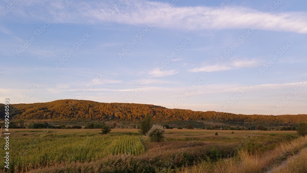 a field cultivated with cereals, wheat and corn at sunset. amazing green forest landscape