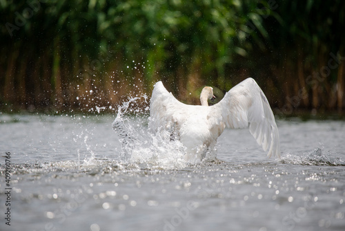 Fototapeta Naklejka Na Ścianę i Meble -  Wild swans in Danube Delta , Romania