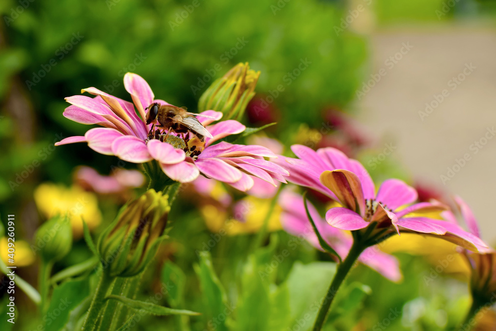 Fototapeta premium A little bee collecting pollen on a pink flower in the garden