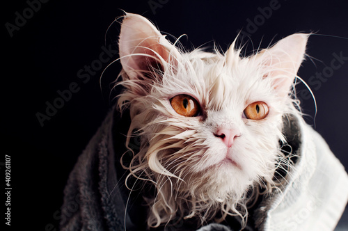 Wet cat wrapped in a towel