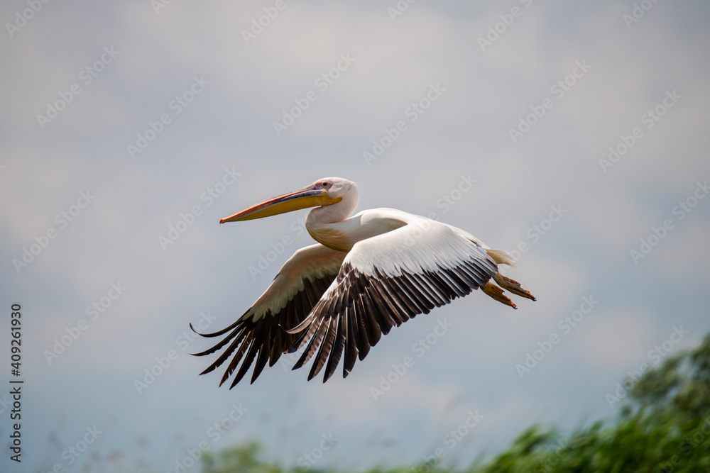 Obraz premium Amazing pelican in the fly