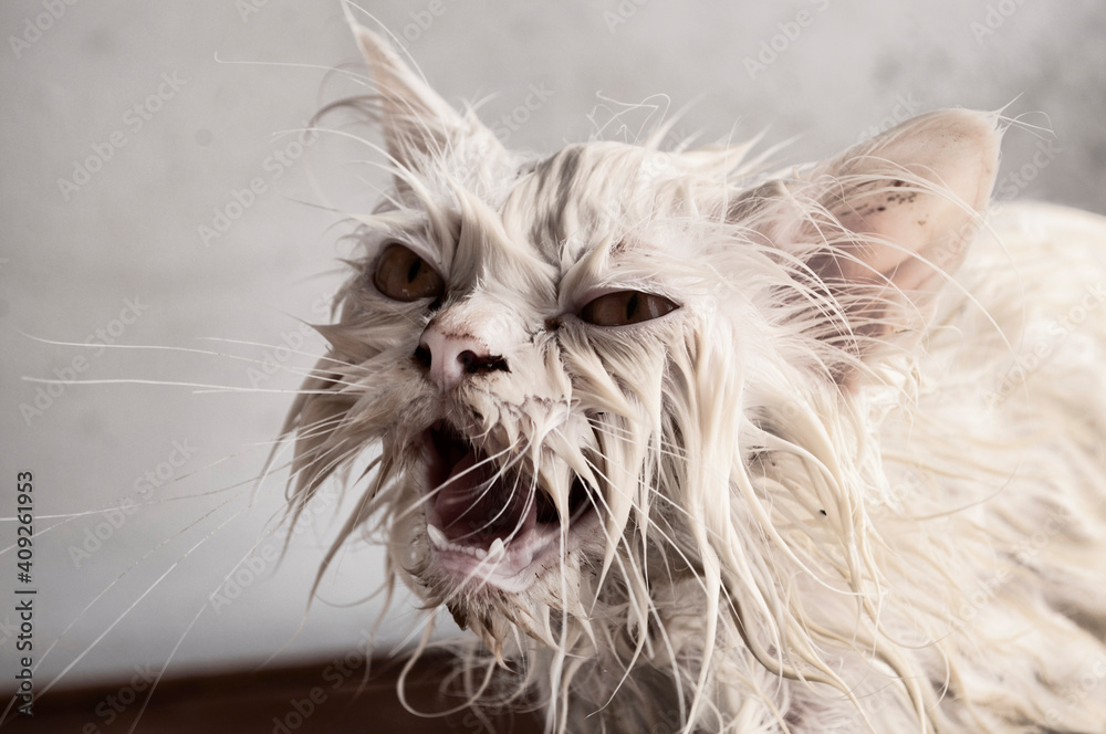 Ugly wet Kitty during bath Stock Photo | Adobe Stock