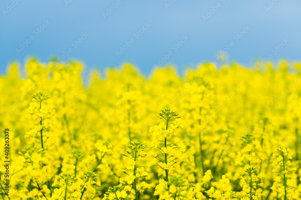 Detail of rapeseed plant, Hodonin District, South Moravian Region, Moravia, Czech Republic Detail of rapeseed plant, Hodonin District, South Moravian Region, Moravia, Czech Republic