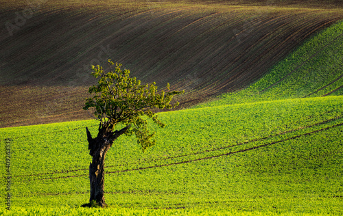 Idyllic view of solitary tree against rolling fields near Kyjov, Hodonin District, South Moravian Region, Moravia, Czech Republic photo