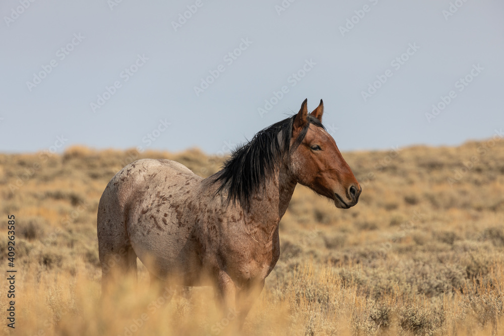 Beautiful Wild Horse Stallion in the Red Desert Wyoming Beautiful Wild Horse Stallion in the Red Desert Wyoming