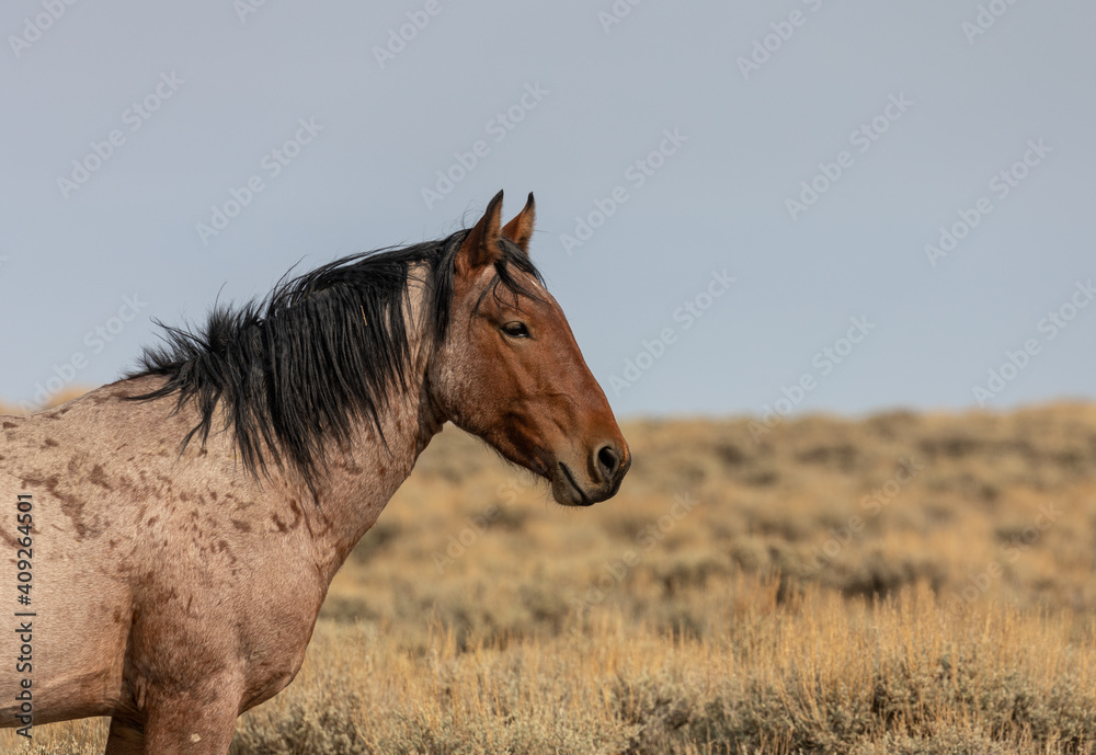 Beautiful Wild Horse Stallion in the Red Desert Wyoming Beautiful Wild Horse Stallion in the Red Desert Wyoming