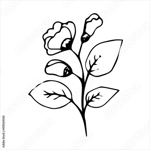 Beautiful flower,Spring twig with leaves, floral vector object in doodle style, flowers hand draw, isolate on a white background.