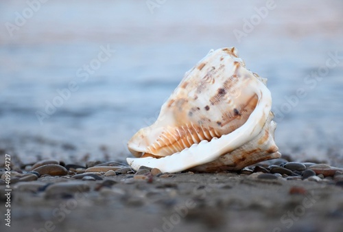 High quality image. Photograph of a shell focused on the beach. Detail image.