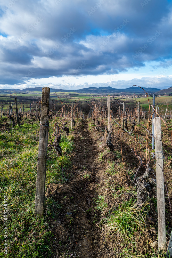 la vigne en Auvergne