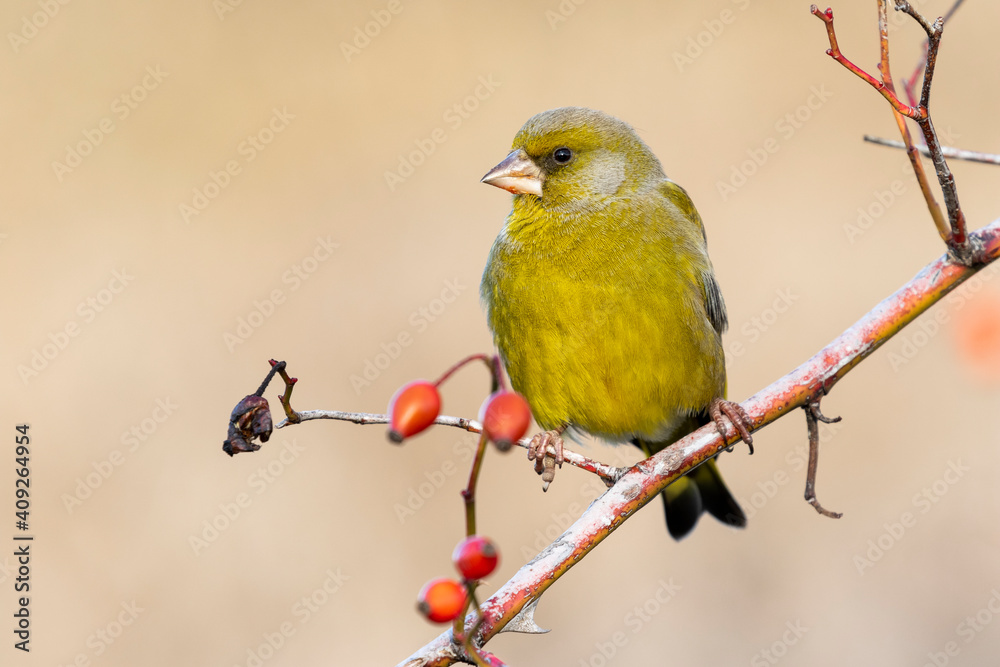 European greenfinch (chloris chloris) on a forest branch with red berries on an unfocused background European greenfinch (chloris chloris) on a forest branch with red berries on an unfocused background