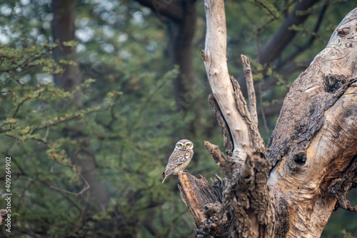 spotted owl or owlet or Athene brama perched on tree in natural green background during safari at forest of central india photo