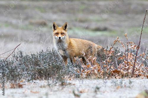 Wild mammal, Beautiful red fox, vulpes vulpes, looking at camera in meadow in winter on snow